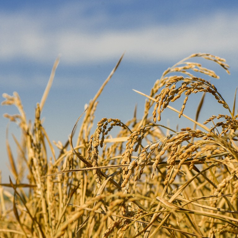 Chinese scientists’ gene discovery paves way for machine hybrid rice ...