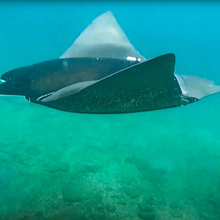 China plans to expand ‘manta ray’ submersible fleet with eye on ...