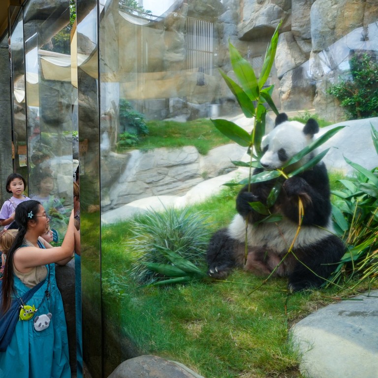 Hongkongers wish to see baby pandas born in city, tourism chief tells ...