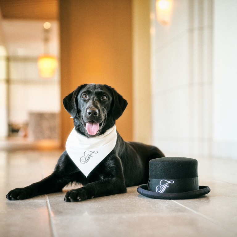 Pets are allowed at Fairmont Tokyo, and the hotel’s Chief Happiness Officer also just happens to be a dog. Photos: Handout