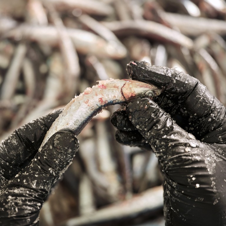 Anchovies are salted and cured to make the flavour-enhancing sauce colatura di alici. Photo: Handout