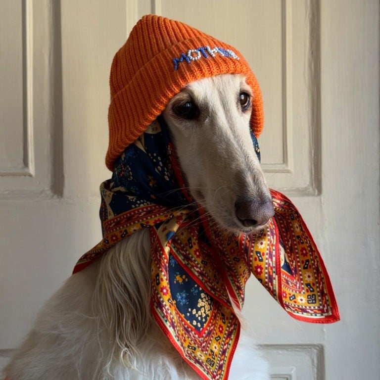 Samantha, the Afghan hound from Edinburgh, is a social media star. Photo: Handout