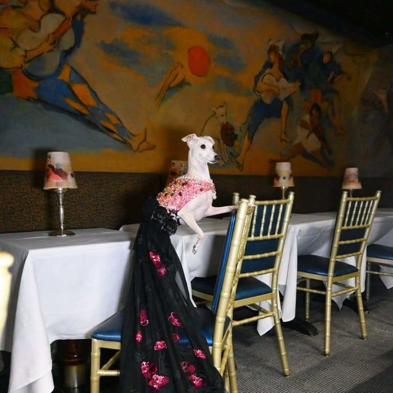 Furry influencers like Kala the Italian Greyhound are growing in popularity. Photo: @tikatheiggy/Instagram