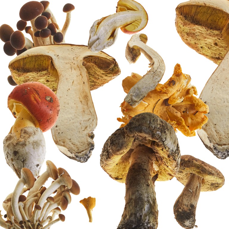 Alice Schillaci’s Untitled (2018). Photos: The Gourmand’s Mushroom, published by Taschen