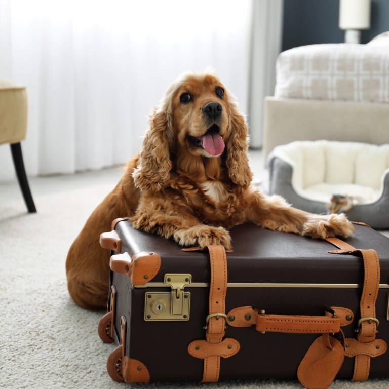 Luxury hotels are getting creative in their pet-friendly offerings to cater to a growing demand. Photo: Shutterstock