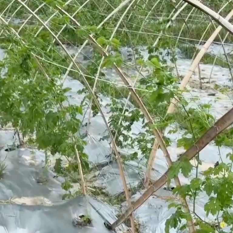 China builds world's first custom plant immunity system for epidemic  response | South China Morning Post
