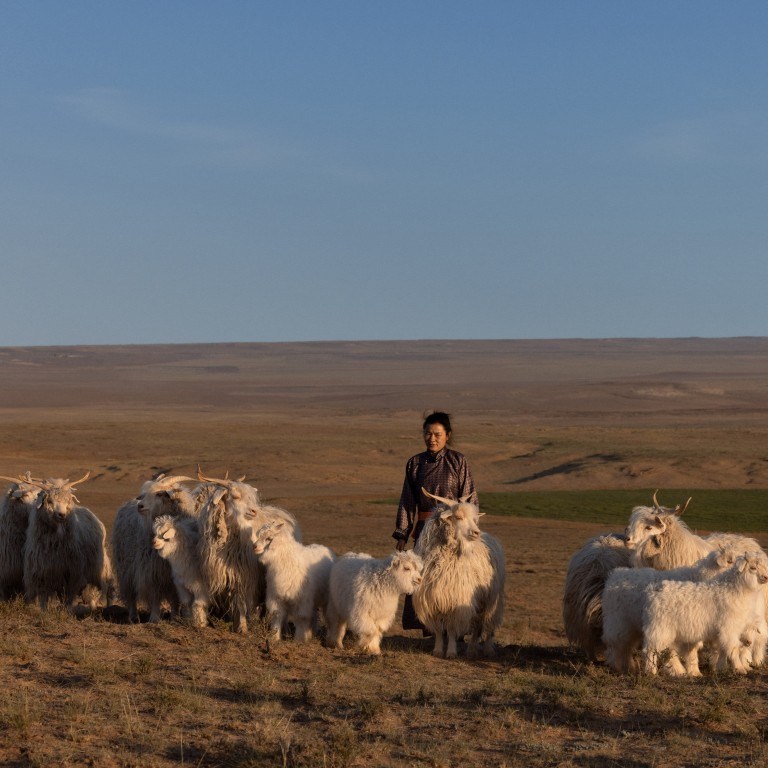 Reared in Inner Mongolia, these goats yield the ultra-fine fibre used to make Loro Piana’s baby cashmere. Photo: Handout