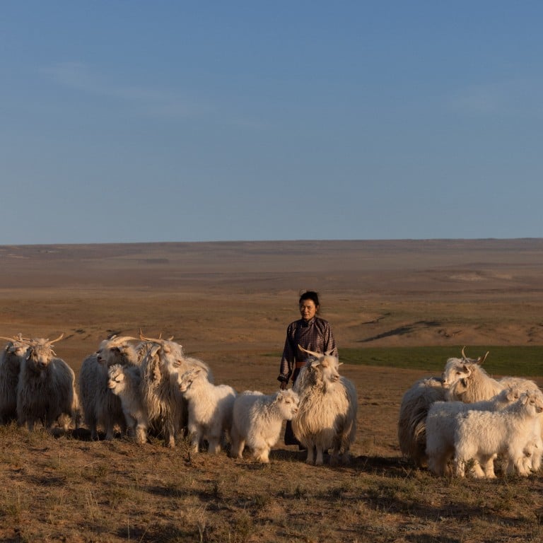 Reared in Inner Mongolia, these goats yield the ultra-fine fibre used to make Loro Piana’s baby cashmere. Photo: Handout