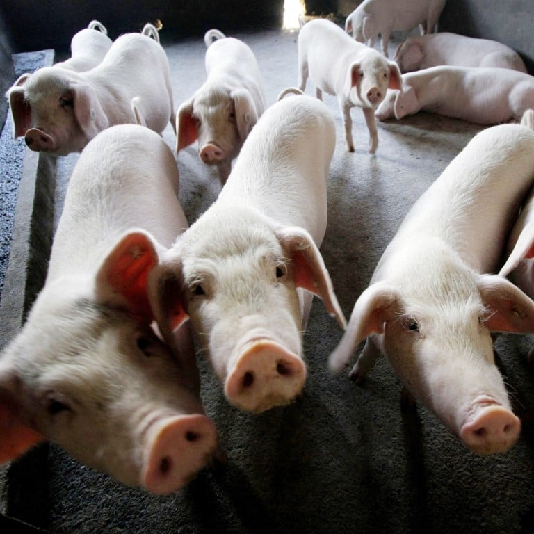 Muyuan Foods is betting on an increase in live hog prices this year. Photo: AP Photo