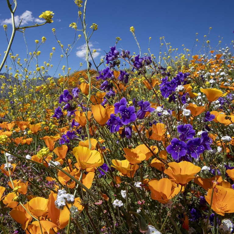 Superbloom Or Poppynightmare Selfie Chaos Forces California