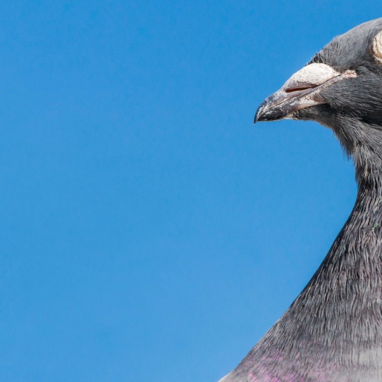 Armando, the prized Belgian racing pigeon who is close to retirement, is believed to have been bought for breeding. Photo: Luxurylaunches