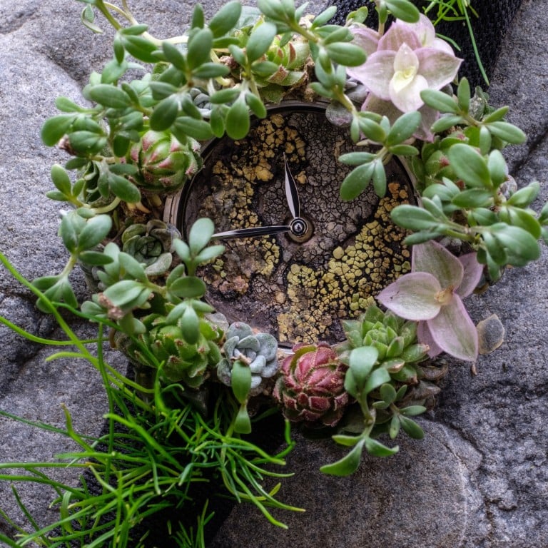 Moser’s showstopping Nature Watch is made out of live plants.