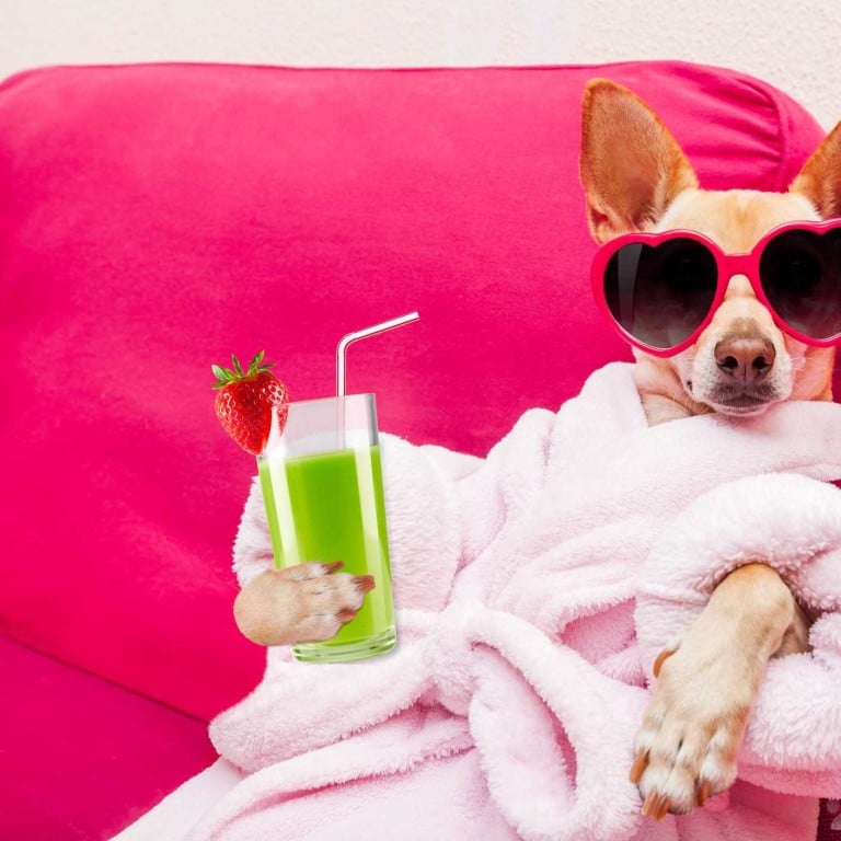5 most outrageous pet pampering 