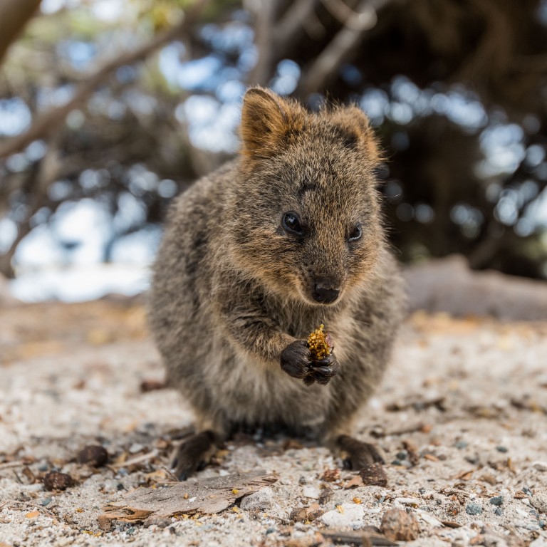 Discover Western Australia S Pride And Joy Rottnest Island And Its Cute Quokkas South China Morning Post