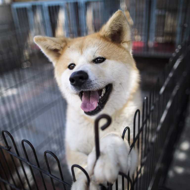 Akita police dog 2025