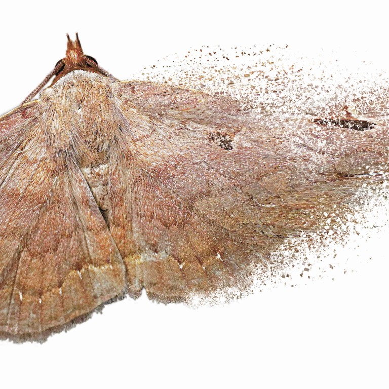 The Insect Apocalypse Is Coming Hong Kong Moth Study Shows The Threats And Complexities South China Morning Post
