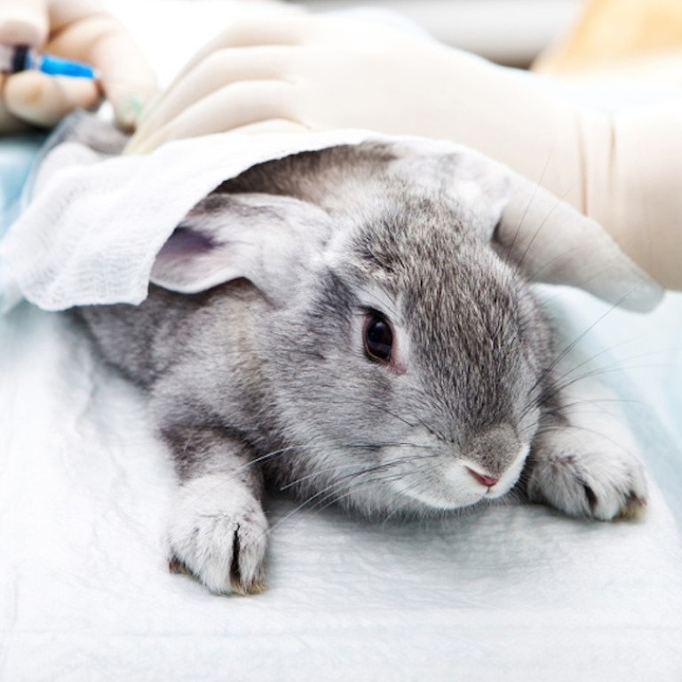 The Gansu Province National Medical Products Association’s announcement that post-market testing for finished imported and domestically produced cosmetic products will no longer involve animal testing. Photo: Cosmetics China Agency