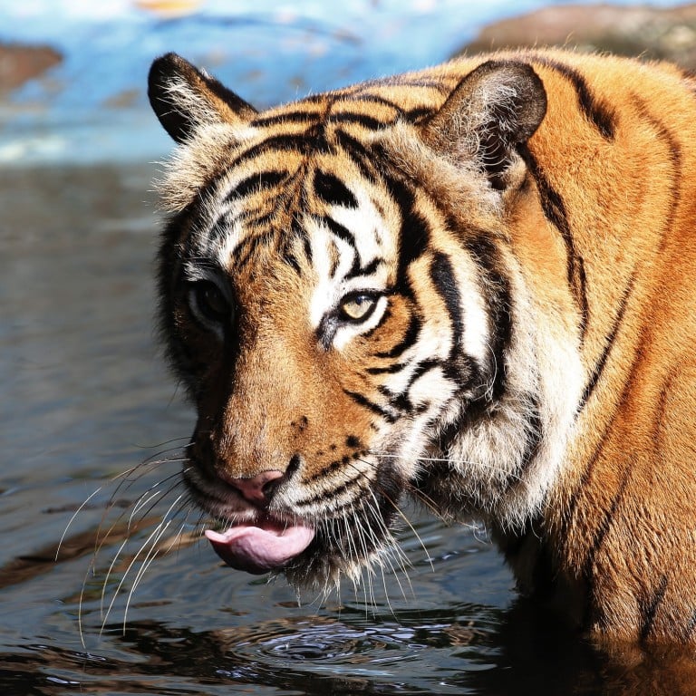 The six-day, five-night ‘Tiger Express’ – a special trip organised aboard Belmond’s luxury train, the Eastern & Oriental Express – will pass through the tiger’s traditional habitat as it travels from Bangkok to Singapore and help to raise awareness about endangered big cats.