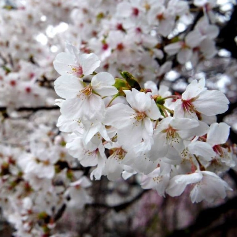 The blooming of sakura or cherry blossoms in Japan is one of the most eagerly anticipated events on the planet.