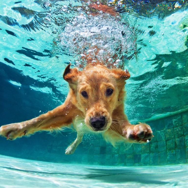 Rescue Dog Rehab How Hydrotherapy Gets Them Back On Their Feet And Helps With Arthritis Post Op Recovery South China Morning Post