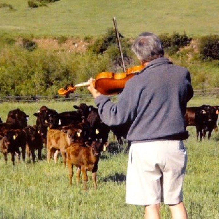 Musician Lawrence Dutton from New York’s Emerson String Quartet plays to Wagyu cattle reared for The Little Nell hotel in Colorado, which is one of the places in the United States rearing its own Wagyu cattle.