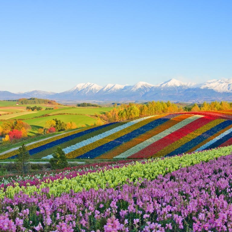 Biei offers surreal summer scenery, when fields of flowers like sunflowers and lavender bloom in a colourful patchwork.