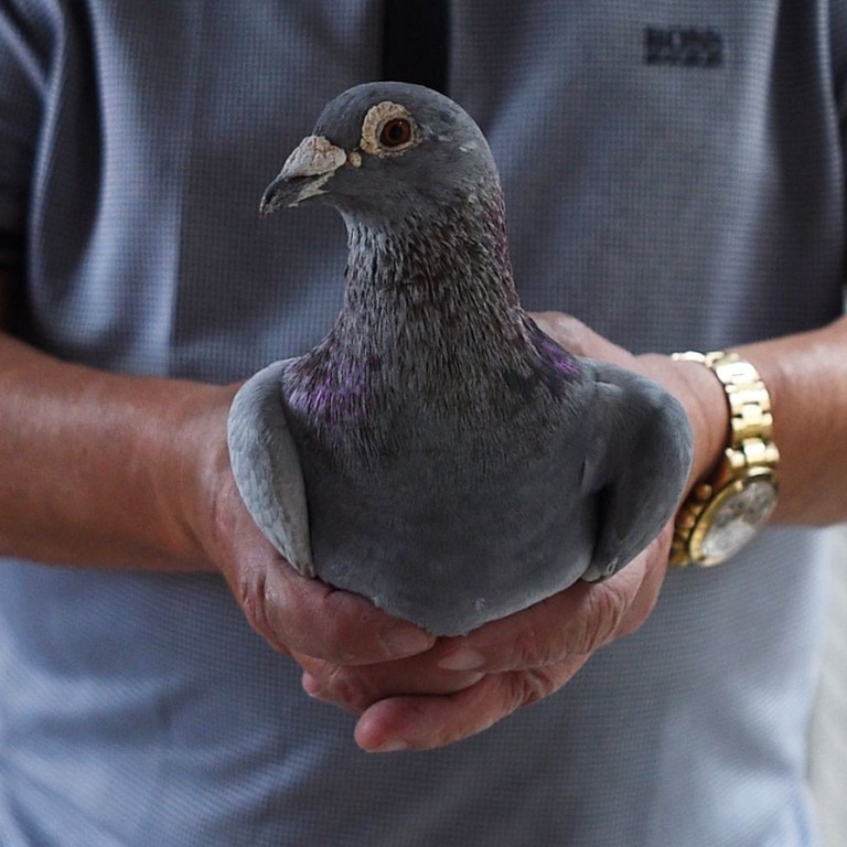 In the Philippines’ intense 600km homing pigeon race, birds face the ...