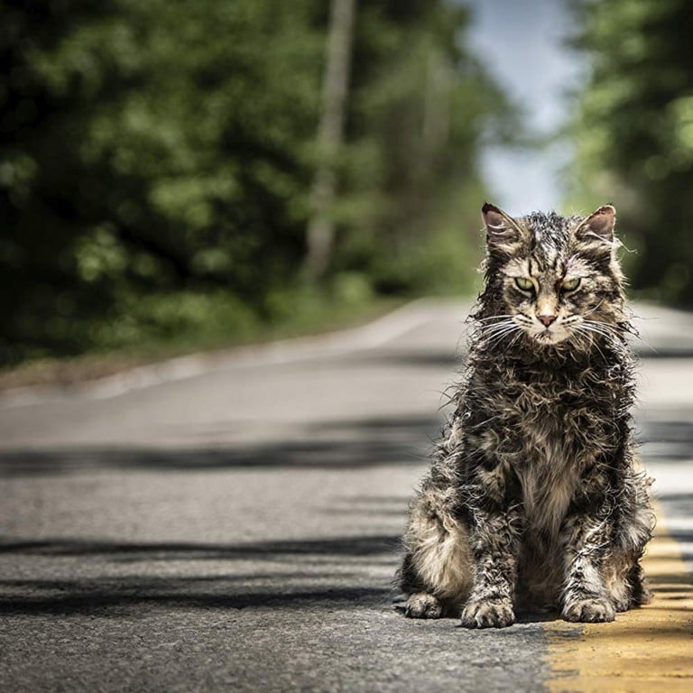 new pet sematary cat
