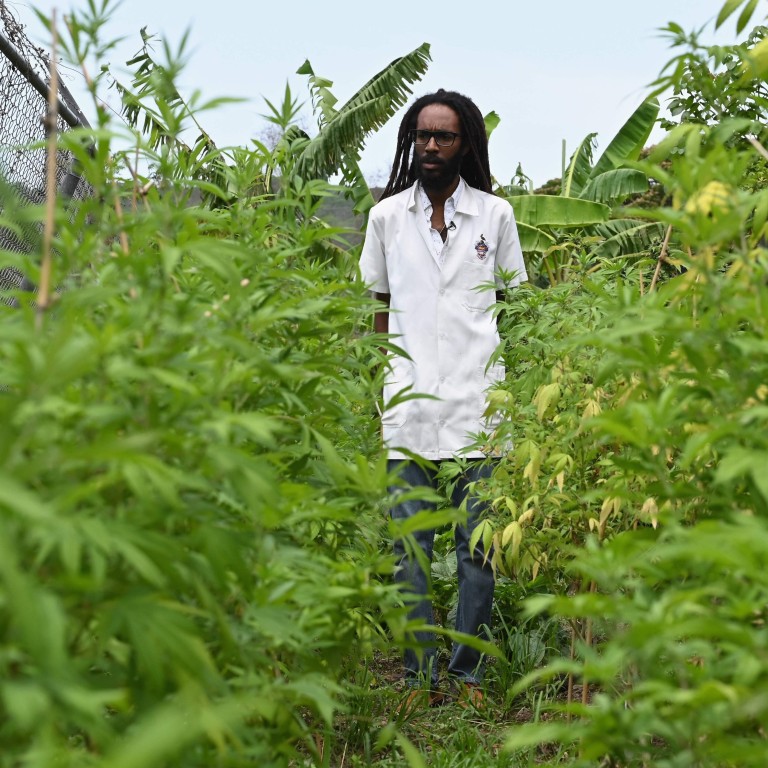 Scientist S Quest To Grow Lost Ganja Smoked By Bob Marley South China Morning Post