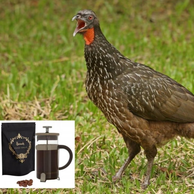 Jacu droppings – containing part-digested coffee berries – are used to make highly prized Brazilian Jacu coffee.