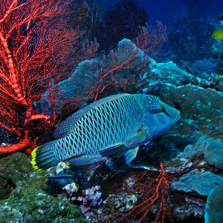The Humphead wrasse: one of the world’s most endangered coral reef fish ...
