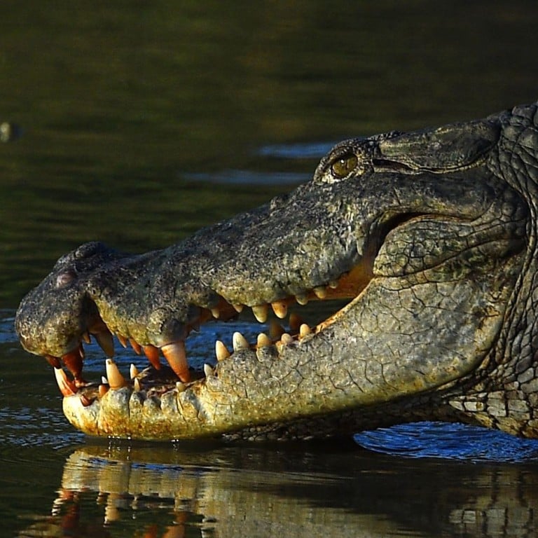 show me a picture of crocodile