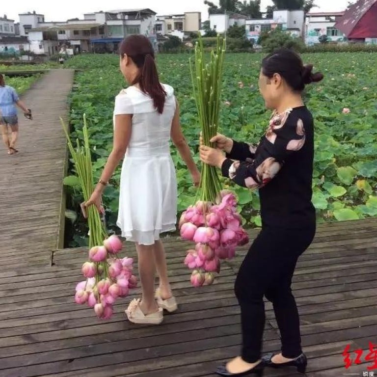 Visitors have been filmed breaking into the park in Sichuan to pick its lotus flowers. Photo: Red Star News