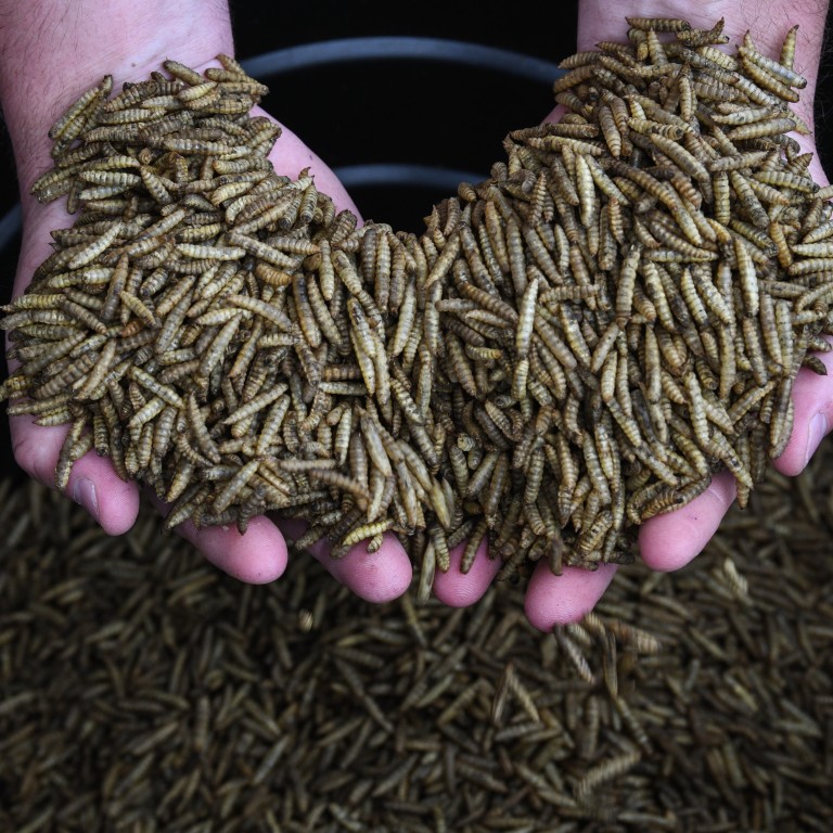 Maggots, the future of food: high in protein with a small carbon