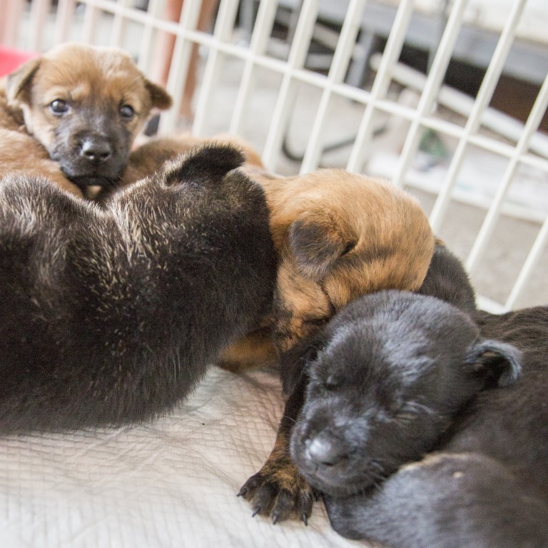 puppy stores that sell puppies