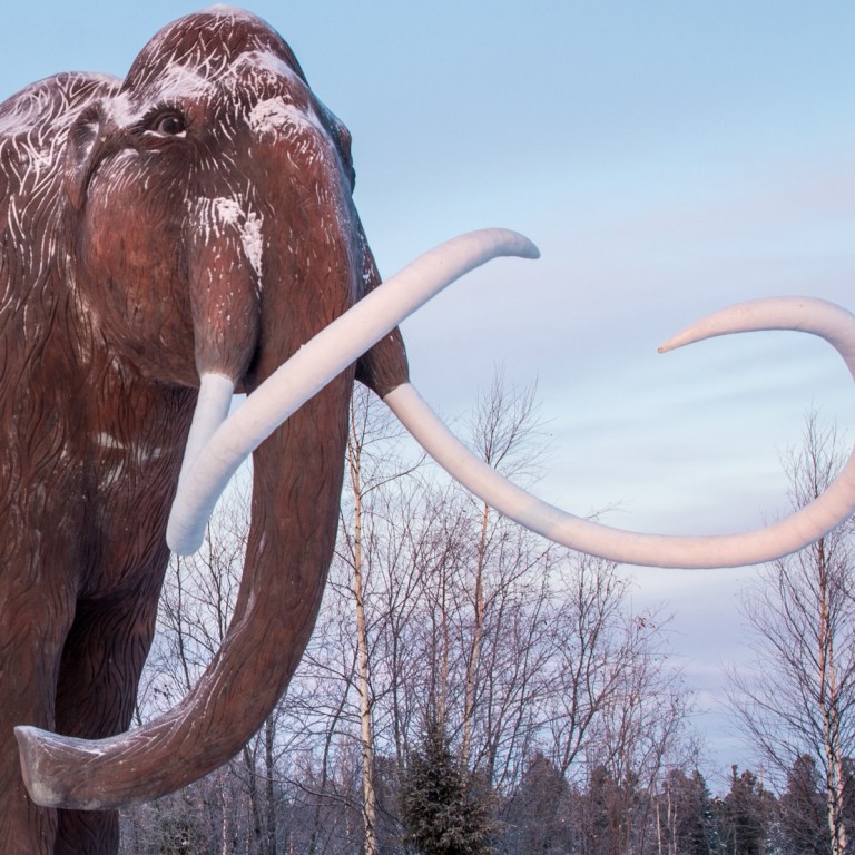 Woolly mammoths the Ice Age prize making small fortunes on the Chinese