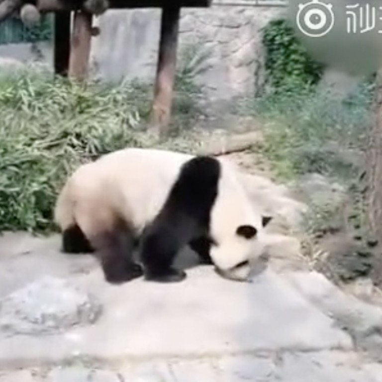 Beijing Zoo promises to improve security after visitors throw stones at ...