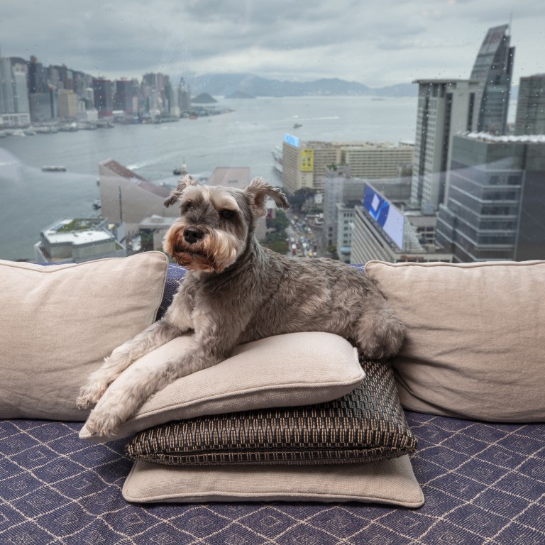 The Luxury Pet Friendly Hotels Taking Pet Pampering To New Heights In Hong Kong And Beyond South China Morning Post