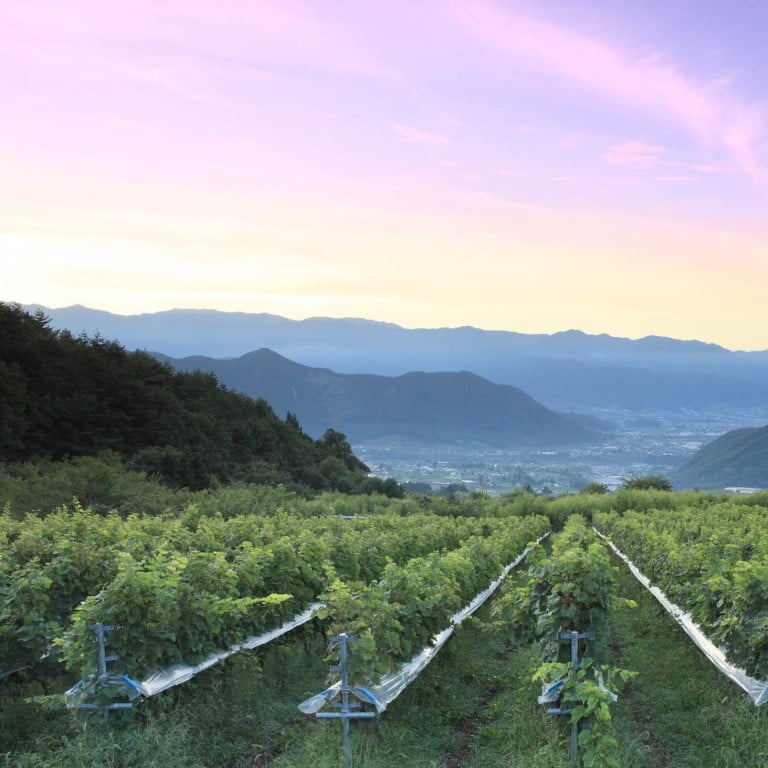 Sunrise over the vineyards of Yamanashi prefecture, the most important of Japan’s four major wine regions.