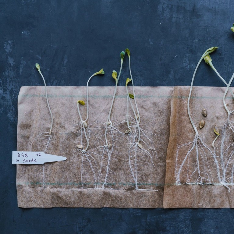 Celebrity chef Dan Barber and his team at Row 7 – the seed company he started in 2018 – are breeding organic seeds that don’t need pesticides. Photo: Row 7