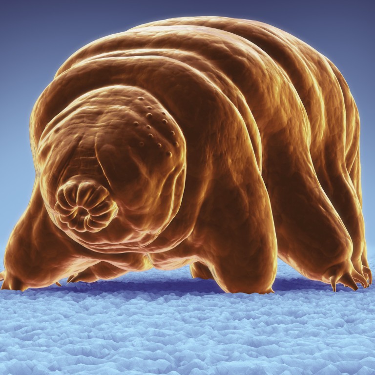 Tiny ‘water bears’ from Earth may have survived Israeli spacecraft