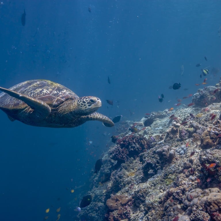 The conservation of marine life and coral reefs is at the forefront of some luxury resorts, such as Banyan Tree Vabbinfaru.