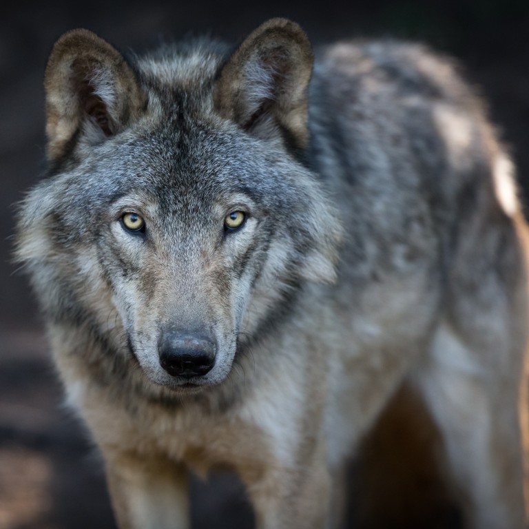 canadian gray wolf
