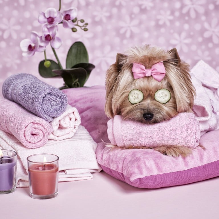 Hotels around the world now offer five-star levels of pampering, including gourmet food and treats and luxury beds for jet-setting pets of animal lovers.