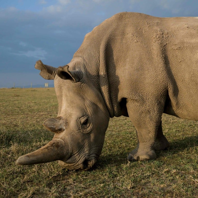 Scientists Fertilise Eggs From Last Two Northern White Rhinos On Earth In Bold Bid To Save Species From Extinction South China Morning Post Scientists Fertilise Eggs From Last Two Northern White Rhinos On Earth In Bold Bid To Save Species From Extinction South China Morning Post