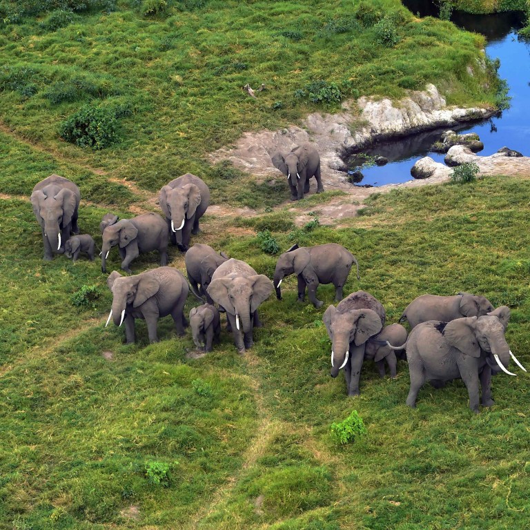 Conservationists hail 'momentous' near-total ban on sale ... It was the perfect gift for her.