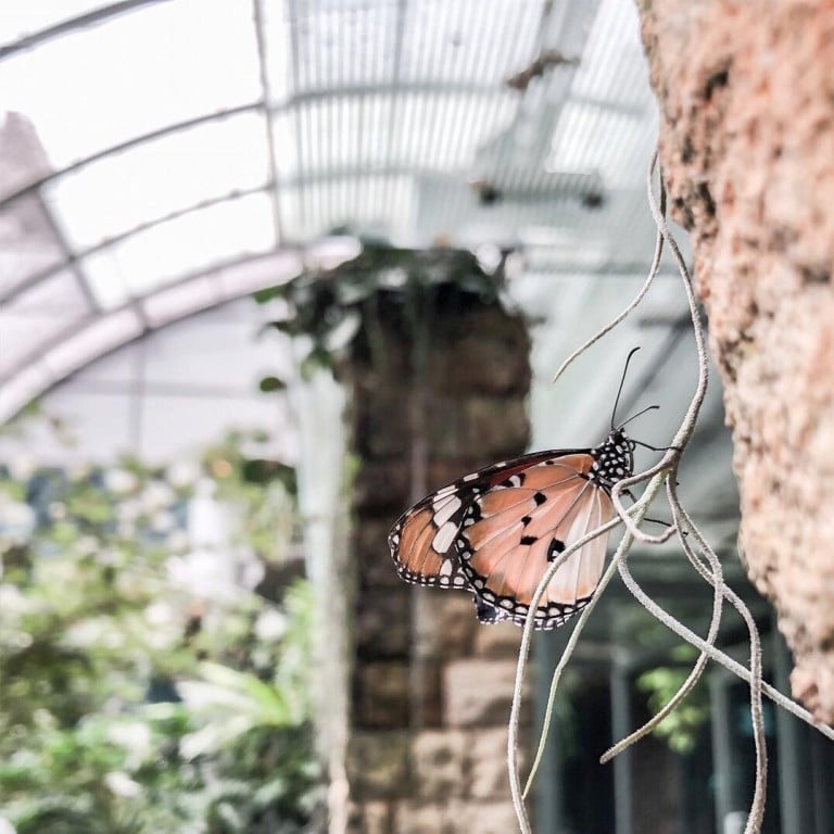 Airport stopovers need not be gruelling if they are spent at the right airport. The Butterfly Garden at Changi Airport in Singapore is just one of its many interesting attractions which make waiting for a flight here less unpleasant. Photo credit: Instagram.