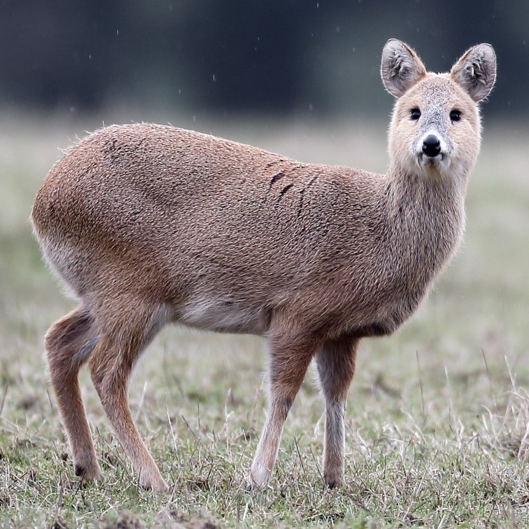 The vulnerable Chinese deer hunted for fun in the UK South