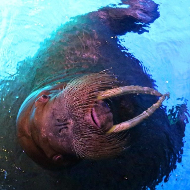 Walrus attacks and sinks Russian Navy boat in Arctic Ocean | South China  Morning Post