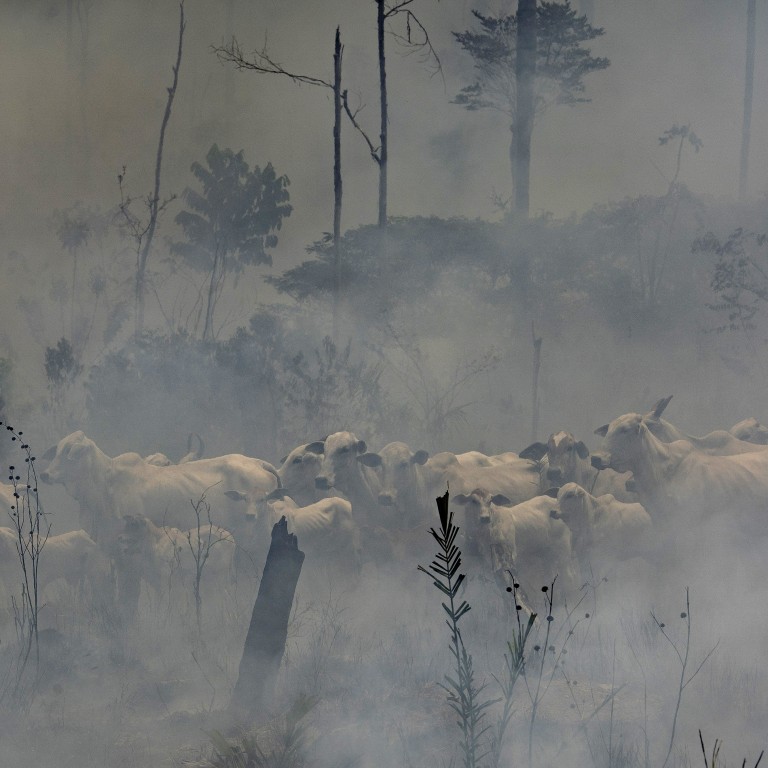 Cattle standing in the midst of smoke from Amazon fires in early September. Hong Kong consumers, with their huge appetite for Brazilian beef, are a significant driver of such fires used for land clearing. Photo: AP